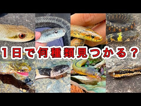 1日本気出せばヘビって何種類見られるのか？(全8種類)