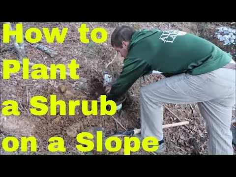How to Plant a Shrub on a Slope