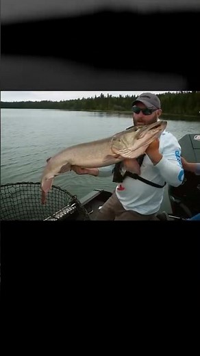 Monster Muskie Madness At Lac Seul | Anglingedge |