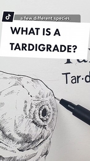 The Marshmallow Nightmare: What is a Tardigrade?