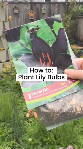 You can plant lilies in the fall or spring. I found so many beautiful varieties this spring that I may have gone “overboard”!I like growing lilies from bulbs because you’re going to get way better varieties than whatever your local garden center stocks in pots, like -🌺Asiatic Lilies🌺Oriental Lilies🌺Martagon Lilies 🌺Trumpet Lilies🌺Orienpet Lilies🌺Wild Species lilies (Canada Lily, Tiger Lily, Madonna Lily, More!)Read about different types of lilies on Garden Therapy: https://gardentherapy.ca