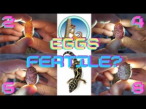 How do I know if my Leopard Gecko Eggs are Fertile? | Fertile, Infertile, Growing. ALL! (2021)