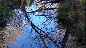 Zoom into reflection in a still pond in the trees