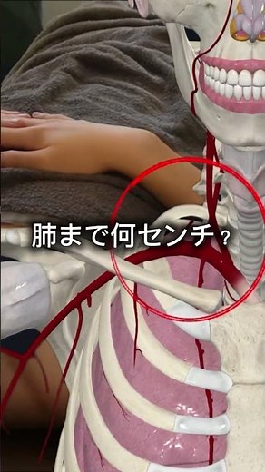 肺までの距離は何センチ？鍼による医療過誤として多い気胸を予防するためにも正しい知識を鍼灸師は習得する必要がある。 #アキュリリース #鍼灸師 #鍼灸