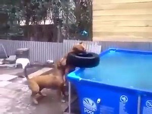 Smart Dogs | Funny Videos and Pics