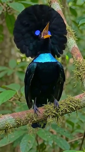 ​Nature's Most Alien-Like Bird! 😳🛸