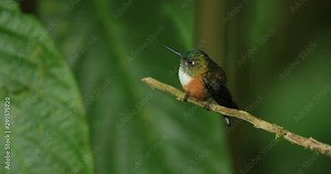 Humminbird from Colombia in the bloom flower, Colombia, wildlife from tropic jungle. Wildlife scene from nature.Long-tailed Sylph, Aglaiocercus kingi, female.