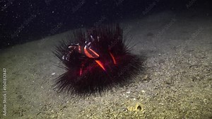 Emperor Red Snapper (Lutjanus sebae) juvenile on Blue-spotted Urchin (Astropyga radiata)