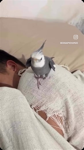 @extrememes1 | Follow to fix your algorithm 😁🫑 • Memes are basically funny images, videos, or text that get shared around the internet, often going viral.... | Instagram