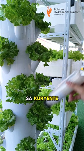 And if your hydroponic system uses 𝗲𝗹𝗲𝗰𝘁𝗿𝗶𝗰𝗶𝘁𝘆, that’s only around ₱𝟵𝟯 per month. That’s the estimated electricity cost for a small hydroponic system. Too much or good deal? Comment below 👇 #diygarden #DIYGardening #hydroponicstraining #verticalgardening #SustainableGrowing #bulacanhydroponicssuppy #urbanfarming | Bulacan Hydroponics Supply - Igrowponics