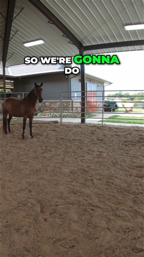 Understanding a horse's body language can reveal a lot about its comfort level. By observing subtle cues like stepping patterns, one can gauge tension and readiness in the animal. This helps create a more comfortable and trusting environment. Have you noticed similar signs? #horse #bodylanguage #horses #horsetraining #animalbehavior | Ed's Walking Horses | Facebook