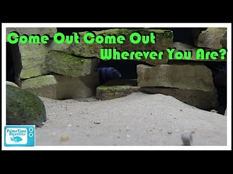 Why Fish Hide and What To Do About It