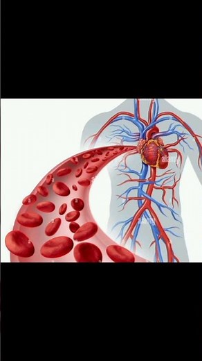Artery, Vein and Capillaries.#bloodvessels #artery #veins #capillaries #science#education#knowledge