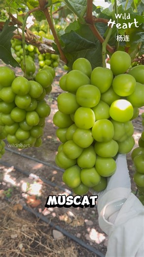 35K views · 513 reactions | How Premium Grapes Are Sorted #grapeharvest #shinemuscat #grapefarm #grapegrower #vineyardlife | Wild Heart | Facebook