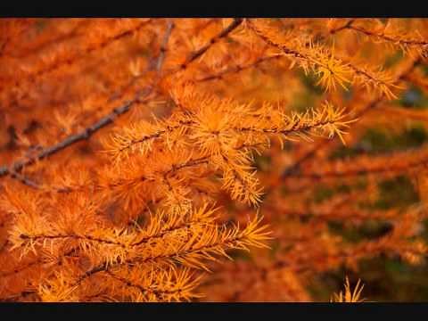 混声合唱曲「落葉松」―小林秀雄