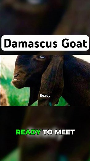 Why Do These Goats Look So Weird?