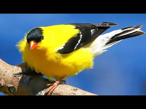 American Goldfinch Call | American Goldfinch Singing | Goldfinch Sounds | Goldfinch Sound Effect