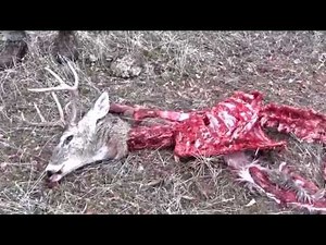 Buck Fight: Whitetail Battle To The Death