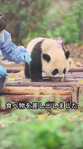 赤ちゃんパンダの恐怖を克服！感動的なレスキュー映像