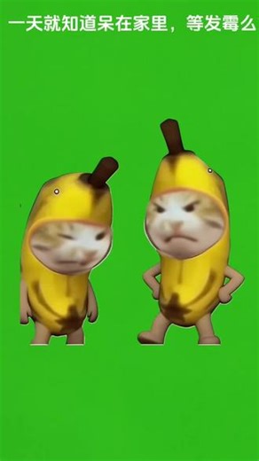 猫meme绿幕背景素材（ai二次生图，剪映抠图）#表情包 #香蕉猫 #猫meme #猫meme素材 #日常