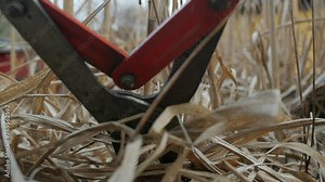 Removing dry grass in garden with pruner, cleaning garden in spring