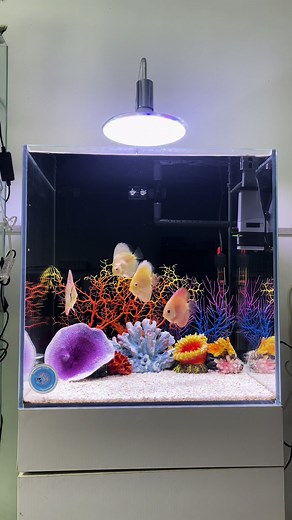 Doctor Fish Aquarium នៅលើ TikTok