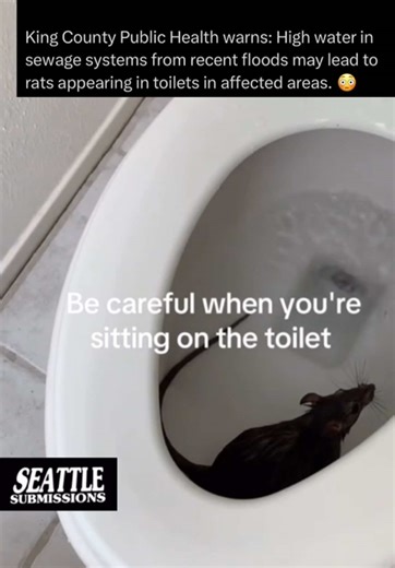 WA what do you think about this? King County Public Health warns: High water in sewage systems from recent floods may lead to rats appearing in toilets in affected areas. #seattle 😳