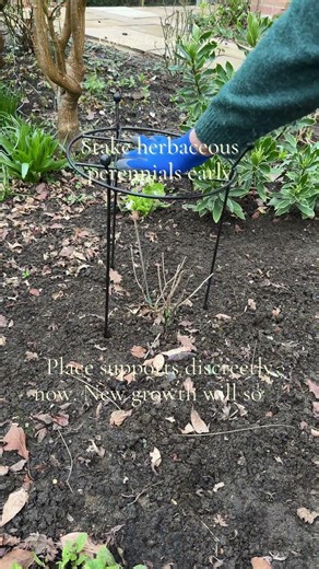 Support tall perennials early to prevent flopping. #GardenMaintenance #UKGarden #SeasonalGardening