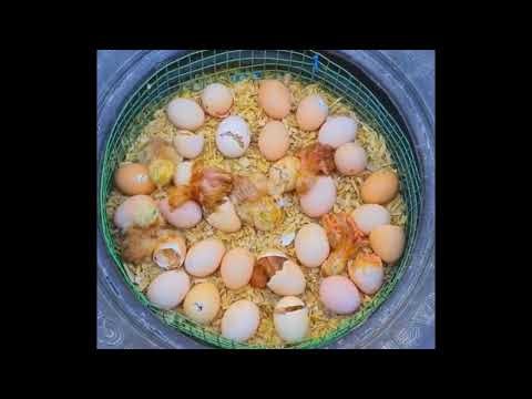 🐣 Amazing 19 Days Egg to Chick Hatching | Homemade Incubator Time-Lapse #Poultry #Incubator