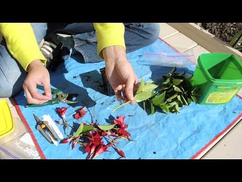 Dipladenia Stem Cuttings Mandevilla