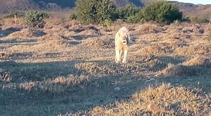1.4K views · 103 reactions | The King of the Karoo :) Amazing footage captured by Ranger Owen Booysen. Cape Town Etc Cape Route 62 | Sanbona Wildlife Reserve | Facebook