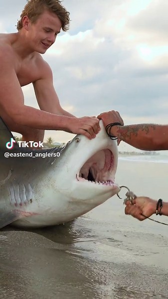 Shark Dentist: What Happens When Sharks Need Dental Care? 🦈🦷