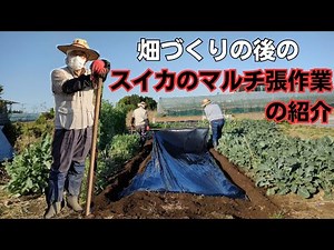 スイカ定植前のマルチ張作業の紹介【ブラックボンバー】【マルチの張り方】【スイカの畑の準備】2023年4月27日