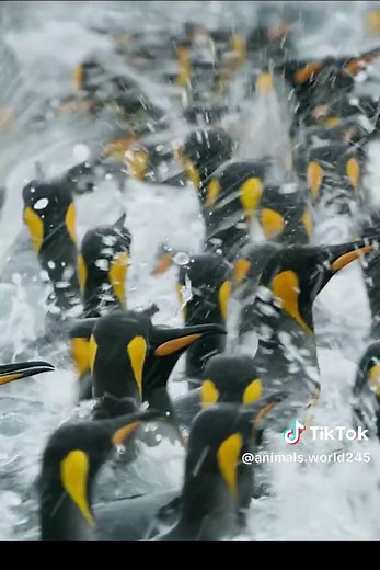 Animals world on TikTok