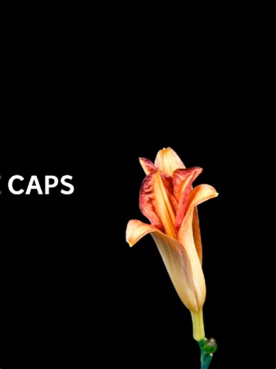 Bust Your Knee Caps by Pomplamoose: A Lyric Exploration