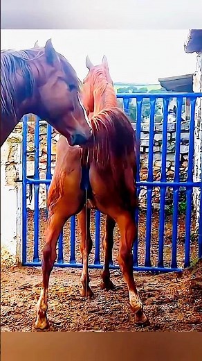 🐴 Брачный сезон лошадей: объяснение#лошади #брачныйсезон #размножениелошадей