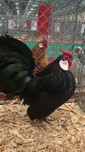 Java noir - Mâle - Exposition de Herning au Danemark 🇩🇰🐔