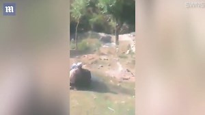 Shocking moment a sloth bear attacks man on his way to work