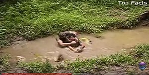 Shocking anaconda attacks against humans (warning: graphic video) - ProtoThema English