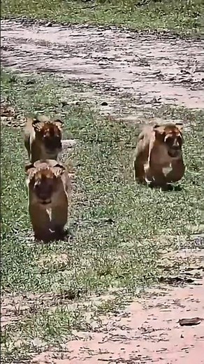 Cute Little Lion Cubs Running (Maasai Mara, Kenya 2025)