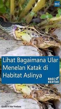 Beginilah Proses Ular Menelan Katak di Habitat Aslinya