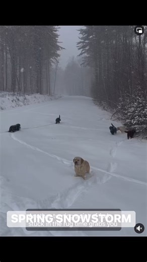 5.4K views · 279 reactions | Awesome spring snowstorm yesterday ☺️ | Chalk Pond Retrievers | Facebook