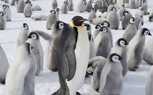 Pingüino emperador: qué es, características, hábitat, comportamiento
