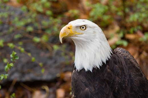 Pueblo Zoo mourns passing of bald eagle