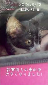 【可愛い鳴き声💓保護34-69日】ねこちゃんホンポ掲載記念❤️‍🩹リメイク版💖下半身麻痺猫あいかなちゃん🐈‍⬛12匹の仲間たち#あいかな#ごまだんご#下半身麻痺猫#心臓疾患猫#鍼灸治療猫