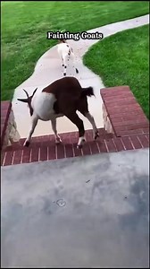 Fainting goats 🤣 #goat #goats #babygoat #goatsoftiktok #animal #animalsoftiktok 🌠 | Classic Cartoons