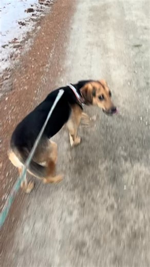 Come walk shelter dog Hitch with me! ~~ Hitch is a 12 month old cutie! He is good with other dogs and cats. He has grown up here with his siblings, and his best friend and playmate is Ruby! He is crate trained, fun loving and good on leash. Hitch would be a great family dog. ~~ If you’re interested in adopting Hitch please check out our website where you can look over our adoption contract and put in your application today! #truesanctuary #rescue #rescuedog | Peace Ridge Sanctuary