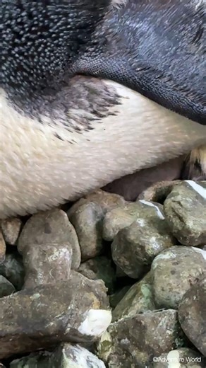 【アデリーペンギンの赤ちゃんが誕生🐧】 アデリーペンギンの赤ちゃんが生まれました🐧 これからの成長を見守ってください♪ ～アデリーペンギン～ 分類：ペンギン目 ペンギン科 #アドベンチャーワールド #ペンギン アドベンチャーワールド公式Facebookでは、動物たちのSmileあふれる動画や写真を毎日投稿中！ いいね＆フォローをよろしくお願いします♪ —--------------------------------------------------------------------------------- 冬季限定の夜間イベント「ナイトペンギンツアー」 12月27日(土)〜2月23日(月)の期間中、19日間限定で開催 ペンギンたちの“夜の素顔”を静かに観察できる没入型ナイトツアー 普段の営業時間中には見られない落ち着いた環境で、ペンギンたちの鳴き声・しぐさ・息づかいなど、細かな“いのちの気配”を感じられます。 ＼12月分はまもなく完売！／ ▽詳しくは https://www.aws-s.info/nightsafariwinter2026 | アドベンチャーワールド（Adv