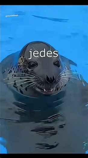 1 2 3 4 Hüpfe auf dem Bauch denn ich hab Übergewicht #robbe #funny 😂🤣 by:‪@2homiedawgs‬