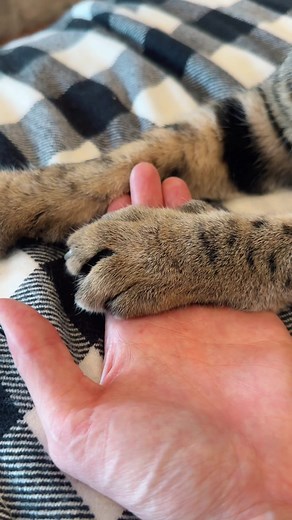 Tight squeeze from a little paw 🥹♥️ #cat #cats #paws #claws #catsoftiktok #cattok #catlover #catmom #cute #cuteanimals